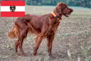 Read more about the article Irish Red Setter tenyésztők és kölykök Ausztriában