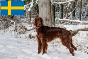 Read more about the article Irish Red Setter tenyésztők és kölykök Svédországban