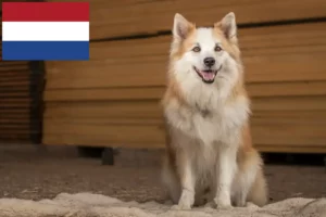 Read more about the article Izlandi kutyatenyésztők és kölykök Hollandiában