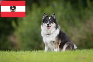 Read more about the article Izlandi kutyatenyésztők és kölykök Ausztriában