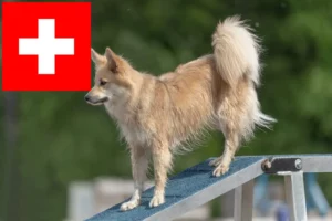 Read more about the article Izlandi kutyatenyésztők és kölykök Svájcban