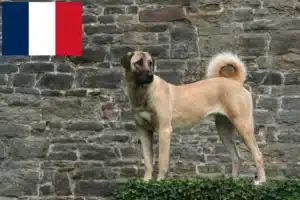 Read more about the article Kangal tenyésztők és kölykök Franciaországban