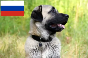 Read more about the article Kangal tenyésztők és kiskutyák Oroszországban