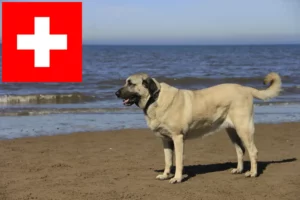 Read more about the article Kangal tenyésztők és kölykök Svájcban