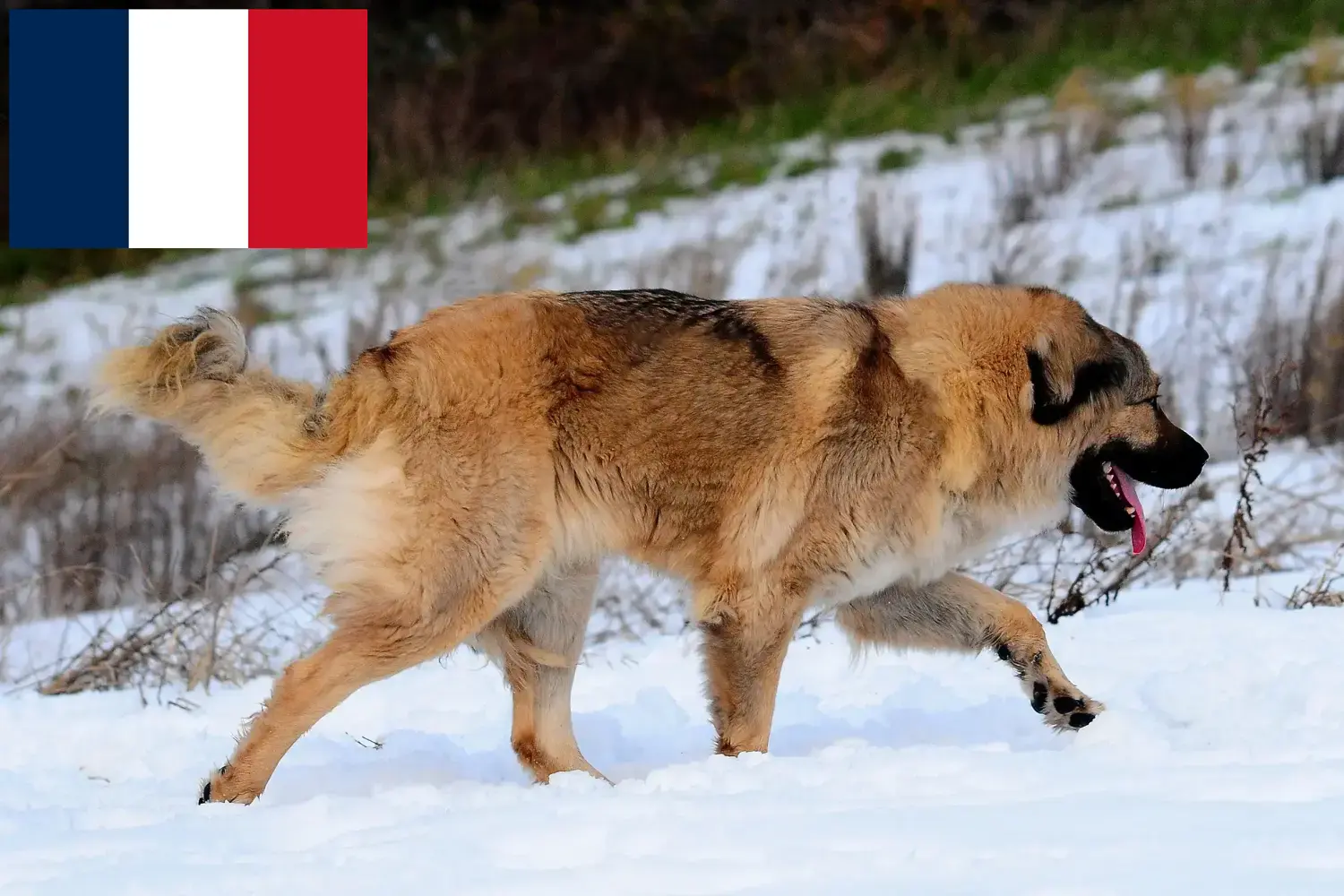 Read more about the article Kaukázusi juhászkutya tenyésztő és kölykök Franciaországban