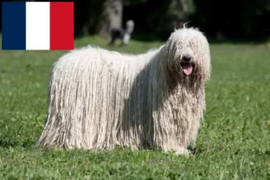 Read more about the article Komondor tenyésztők és kölykök Franciaországban