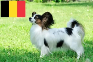 Read more about the article Kontinentális törpe spániel tenyésztő és kölykök Belgiumban