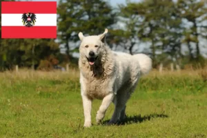 Read more about the article Kuvasz tenyésztők és kölykök Ausztriában