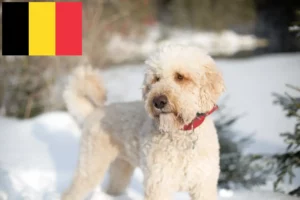 Read more about the article Labradoodle tenyésztők és kölykök Belgiumban