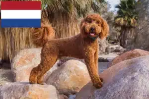 Read more about the article Labradoodle tenyésztők és kölykök Hollandiában