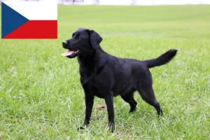 Read more about the article Labrador tenyésztők és kölykök Csehországban