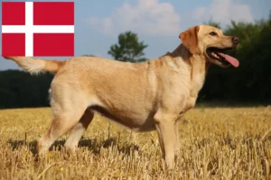 Read more about the article Labrador tenyésztők és kiskutyák Dániában