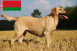 Read more about the article Labrador tenyésztők és kölykök Fehéroroszországban