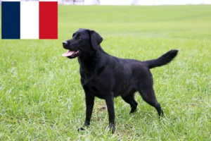 Read more about the article Labrador tenyésztők és kölykök Franciaországban