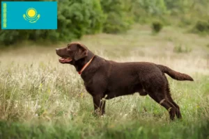 Read more about the article Labrador tenyésztők és kiskutyák Kazahsztánban