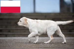 Read more about the article Labrador tenyésztők és kiskutyák Lengyelországban