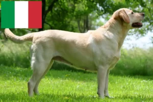 Read more about the article Labrador tenyésztők és kölykök Olaszországban