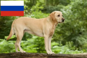 Read more about the article Labrador tenyésztők és kölykök Oroszországban