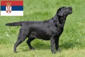 Read more about the article Labrador tenyésztők és kölykök Szerbiában