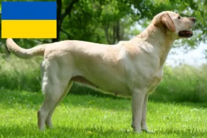 Read more about the article Labrador tenyésztők és kölykök Ukrajnában