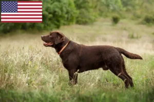 Read more about the article Labrador tenyésztők és kölykök az USA-ban