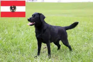 Read more about the article Labrador tenyésztők és kölykök Ausztriában