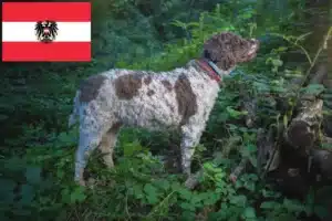 Read more about the article Lagotto Romagnolo tenyésztők és kölykök Ausztriában