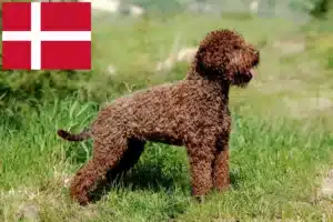 Read more about the article Lagotto Romagnolo tenyésztők és kölykök Dániában