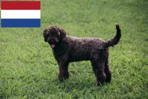 Read more about the article Lagotto Romagnolo tenyésztők és kiskutyák Hollandia területén