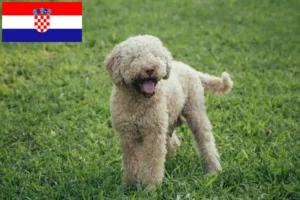 Read more about the article Lagotto Romagnolo tenyésztők és kölykök Horvátországban