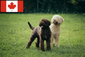 Read more about the article Lagotto Romagnolo tenyésztők és kölykök Kanadában