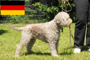 Read more about the article Lagotto Romagnolo tenyésztők és kiskutyák Németországban