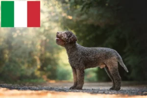 Read more about the article Lagotto Romagnolo tenyésztők és kölykök Olaszországban