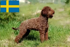 Read more about the article Lagotto Romagnolo tenyésztők és kölykök Svédországban