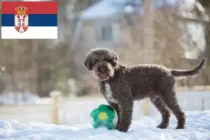 Read more about the article Lagotto Romagnolo tenyésztők és kölykök Szerbiában