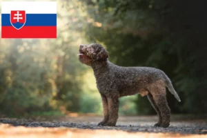 Read more about the article Lagotto Romagnolo tenyésztők és kölykök Szlovákiában