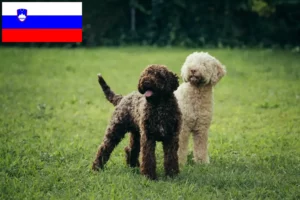 Read more about the article Lagotto Romagnolo tenyésztők és kölykök Szlovéniában