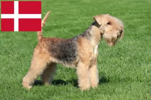 Read more about the article Lakeland Terrier tenyésztők és kölykök Dániában