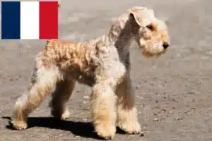 Read more about the article Lakeland Terrier tenyésztők és kölykök Franciaországban