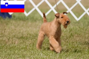 Read more about the article Lakeland Terrier tenyésztők és kölykök Szlovéniában