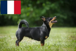 Read more about the article Lancashire Heeler tenyésztők és kölykök Franciaországban