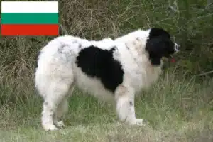 Read more about the article Landseer tenyésztők és kölykök Bulgáriában