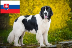 Read more about the article Landseer tenyésztők és kölykök Szlovákiában