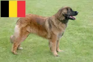 Read more about the article Leonberger tenyésztők és kölykök Belgiumban