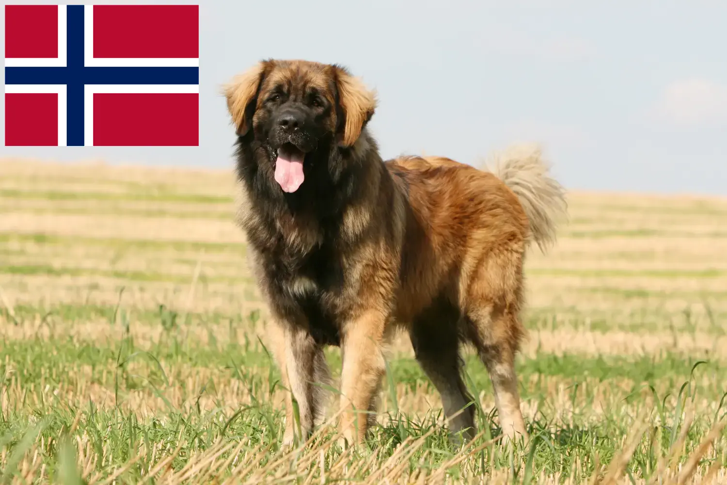 Read more about the article Leonberger tenyésztők és kölykök Norvégiában