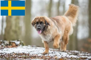 Read more about the article Leonberger tenyésztők és kölykök Svédországban