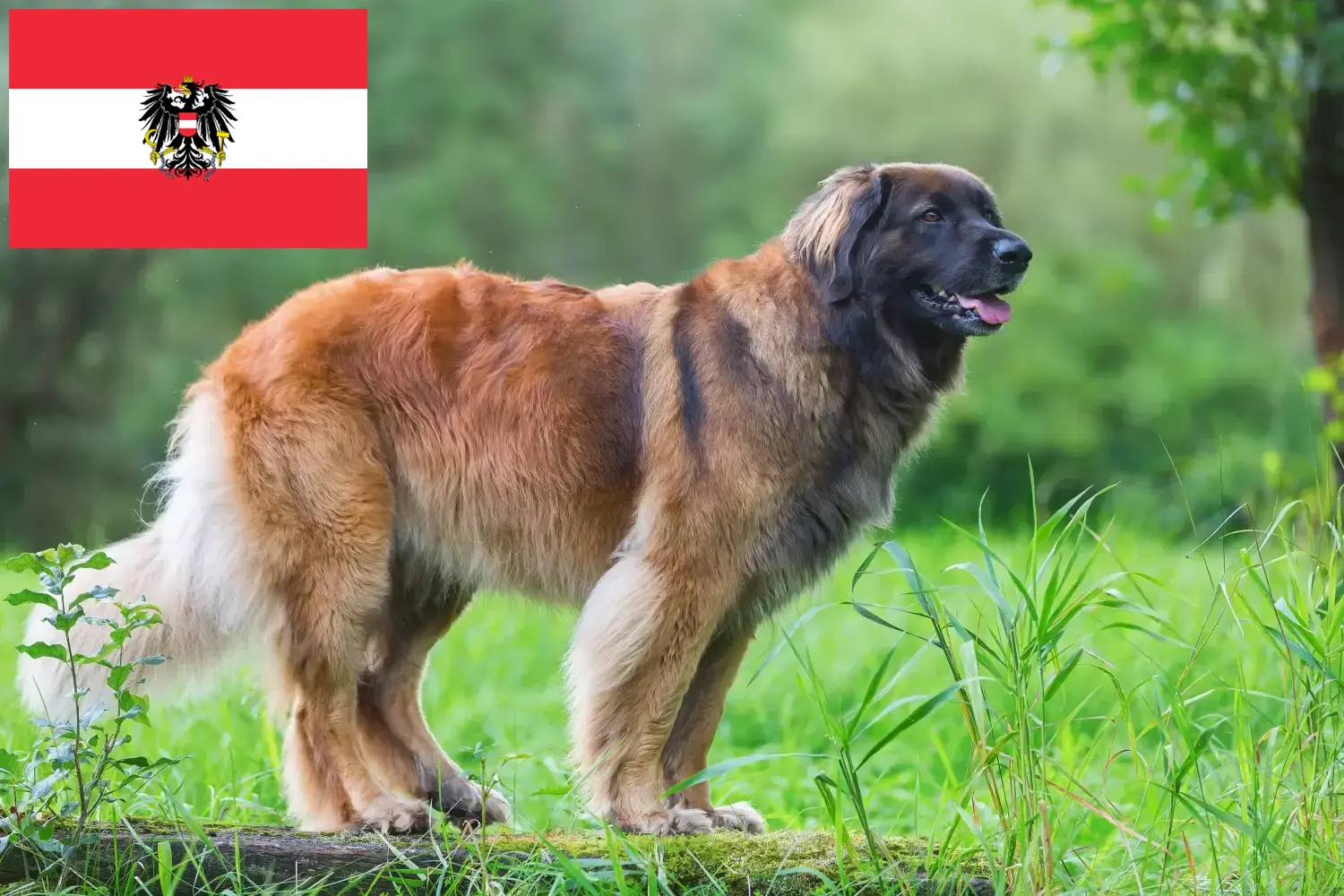 Read more about the article Leonberger tenyésztők és kölykök Ausztriában