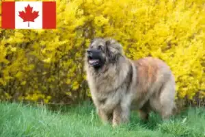 Read more about the article Leonberger tenyésztők és kölykök Kanadában