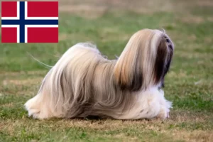 Read more about the article Lhasa Apso tenyésztők és kölykök Norvégiában