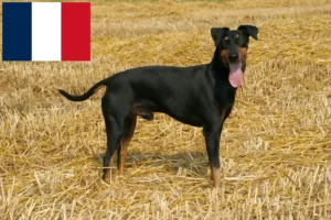 Read more about the article Manchester terrier tenyésztők és kölykök Franciaországban